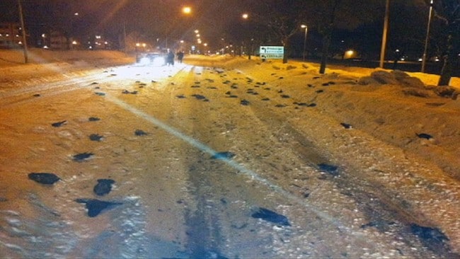 Døde fugler i Falköping (Foto: Drilon Hulaj) Døde fugler i Falköping (Foto: Drilon Hulaj)
