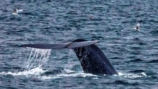 Hinlopen, Svalbard, Norway 20120915.Verdens største dyr blåhvalen viser seg fram i Hinlopenstredet på Svalbard. Storhvalen som var nær utryddelse er nå igjen å se på Svalbard etter å ha vært fredet siden 1966. Turister og forskere har sett mye blåhval i sommer.Foto: Jan-Morten Bjørnbakk / NTB scanpix (Foto: Jan-Morten Bjørnbakk/Scanpix)