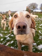 Hund som trenger aktivitet (Foto: LEON NEAL/AFP) Hund som trenger aktivitet (Foto: LEON NEAL/AFP)