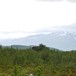 Blåkollkoia