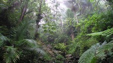 Regnskogen El Yunque i Puerto Rico (Foto: WikipediaCommons/ Alessandro Cai) Regnskogen El Yunque i Puerto Rico (Foto: WikipediaCommons/ Alessandro Cai)