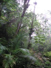 Regnskogen El Yunque i Puerto Rico (Foto: WikipediaCommons/ Alessandro Cai) Regnskogen El Yunque i Puerto Rico (Foto: WikipediaCommons/ Alessandro Cai)