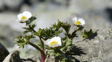 Reinrose i karrig natur (Foto: Sune Eriksen/Den Norske Turistforening) Reinrose i karrig natur (Foto: Sune Eriksen/Den Norske Turistforening)