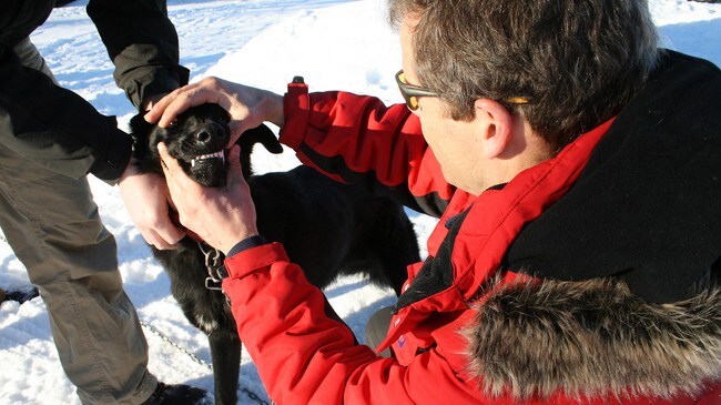 Veterinær (Foto: Vibeke Lund Pettersen/NRK)