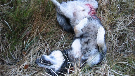 Hund drept av ulv Hund drept av ulv