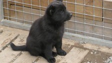 Ein liten kosehund (Foto: Birger Meland/NRK)