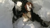 Sauer begravd i snøen - Video fra BBC om sauer begravd i snøen i Wales.