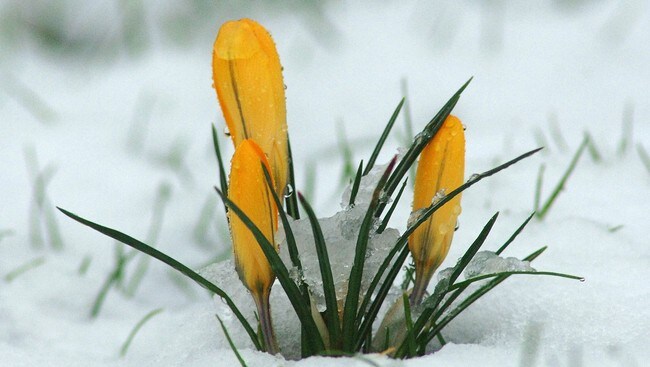 Krokus (Foto: www.colourbox.com)