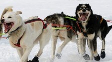 Finnmarksløpet (Foto: Reiulf Grønnevik)