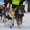 1154 hunder er med i årets Finnmarksløp. 1154 hunder er med i årets Finnmarksløp.
