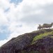 Sauen beiter i hele Stølsheimen
