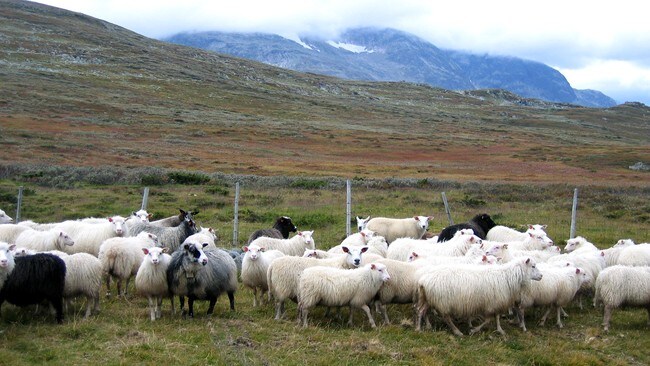 Sauer på Geilo (Foto: Gunnar Grimstveit/NRK) Sauer på Geilo (Foto: Gunnar Grimstveit/NRK)
