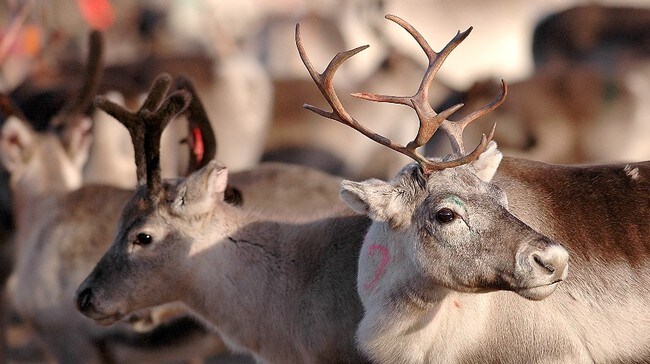 Rein (Foto: Knut-Sverre Horn/NRK)