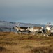 Møte med reinsdyr er et vanlig innslag på fotturene i Sylan. Har du med hund, hold den derfor i band.
