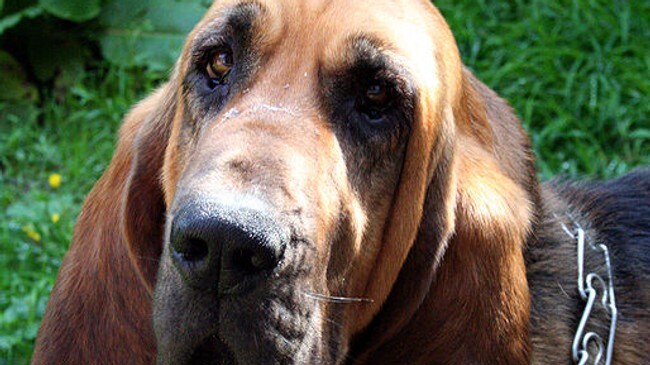 Blodhund (Foto: Wikipedia) Blodhund (Foto: Wikipedia)
