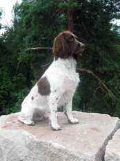 Hunden Dennis (Foto: Privat) Hunden Dennis (Foto: Privat)