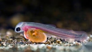 Ut i naturen: Ørreten og døgnflua 15.09.2009