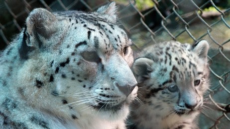 NEPAL-WILDLIFE-LEOPARD-FILES NEPAL-WILDLIFE-LEOPARD-FILES (Foto: DIPTENDU DUTTA/NTB Scanpix) NEPAL-WILDLIFE-LEOPARD-FILES NEPAL-WILDLIFE-LEOPARD-FILES (Foto: DIPTENDU DUTTA/NTB Scanpix)