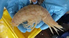 Photo of the supergiant amphipod.  (Foto: Oceanlab, University of Aberdeen)
