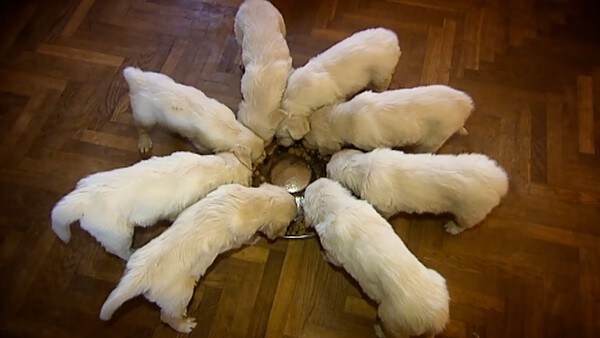 Hund i huset