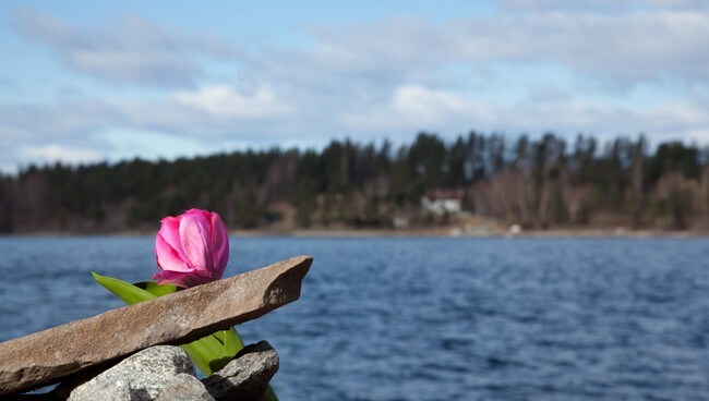 Blomst lagt ned av besøkende på landsida ved Utøya 1. april 2012 (Foto: Øyvind Bye Skille/NRK) Blomst lagt ned av besøkende på landsida ved Utøya 1. april 2012 (Foto: Øyvind Bye Skille/NRK)