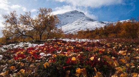 Autumn at Sognefjellet (Foto: Torgunn Kvellestad)