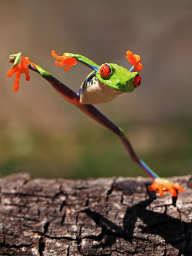 The Frog is at it