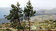Brynflået ligger på grensa mellom Norge og Sverige øst for Trysil.