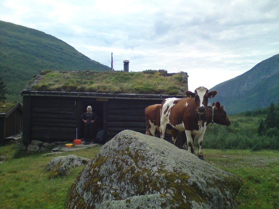 Morgenfrikse kalver på Vigdalsstøl