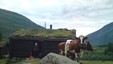 Morgenfrikse kalver på Vigdalsstøl