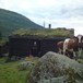 Morgenfrikse kalver på Vigdalsstøl