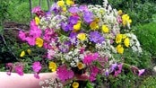 En fin bukett med midtsommerblomster (Foto: Kristin Reinaas Lysheim) En fin bukett med midtsommerblomster (Foto: Kristin Reinaas Lysheim)