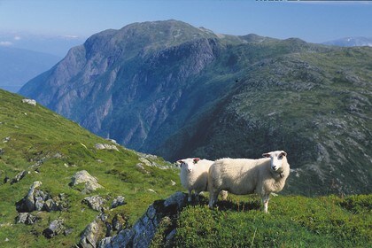 Sau som beiter ved Vatnane i Stølsheimen