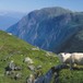 Sau som beiter ved Vatnane i Stølsheimen