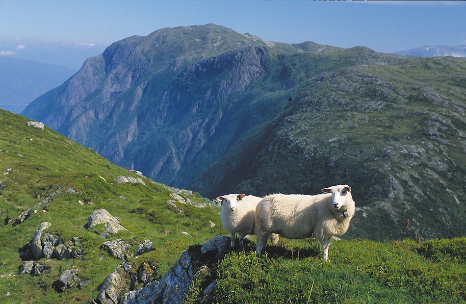 Sau som beiter ved Vatnane i Stølsheimen