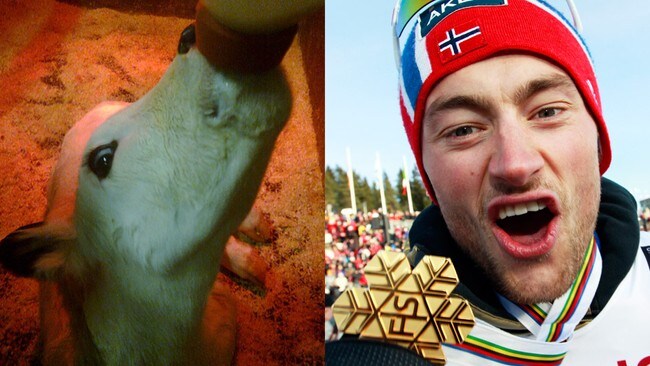 Petter Northug og Skodde (Foto: Arve Morten Glørstad/Lise Åserud/Privat/Scanpix) Petter Northug og Skodde (Foto: Arve Morten Glørstad/Lise Åserud/Privat/Scanpix)
