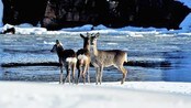 Bambi på isen