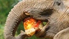 Elefant med fruktis (Foto: JENS MEYER/AP) Elefant med fruktis (Foto: JENS MEYER/AP)