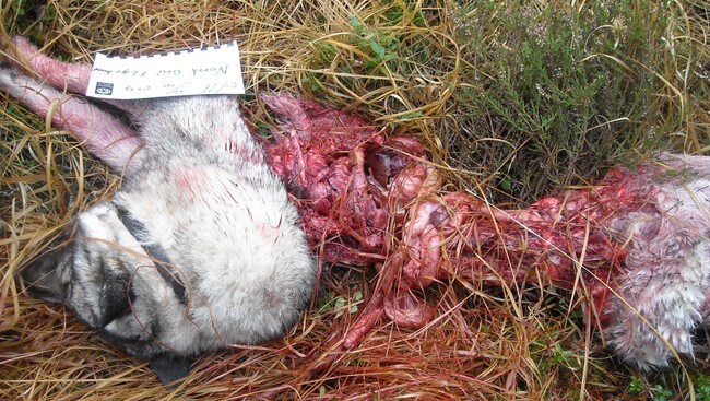 Elghund drept av ulv (Foto:Statens naturoppsyn (SNO))