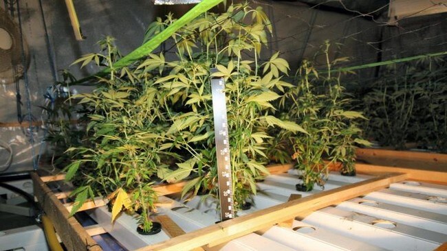 Bilder fra cannabisplantasjen i Rendalen (Foto: Hedmark Politidistrikt) Bilder fra cannabisplantasjen i Rendalen (Foto: Hedmark Politidistrikt)