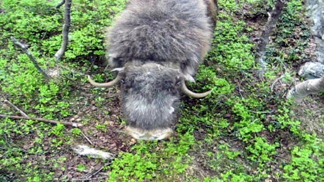 Moskus (Foto: privat)