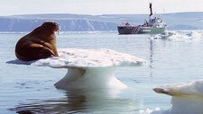 Tsjuktsjerhavet i Alaska (Foto: Greenpeace/Scanpix/Reuters) Tsjuktsjerhavet i Alaska (Foto: Greenpeace/Scanpix/Reuters)