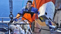 Fin torsk leveres til Hovden Fiskeindustri, avd Straumsjøen. (Foto: Bjørnar Hansen) Fin torsk leveres til Hovden Fiskeindustri, avd Straumsjøen. (Foto: Bjørnar Hansen)