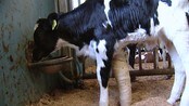 Gipset kalv - Kua Perle fikk livet i gave og beinet i gips. Den fire dager gamle kalven er nå hoppende glad for å være i livet.