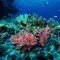 Ei omfattande studie av korallartar på Great Barrier Reef i Australia tyder på at trusselen frå klimaendringar og havforsuring ikkje er like ille som ein tidlegare har trudd.