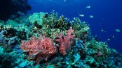 Korallar på Great Barrier Reef