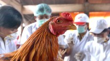 Fugleinfluensa (Foto: Firdia Lisnawati/AP)