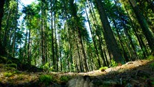 Skog (Foto: Åserud, Lise/SCANPIX)