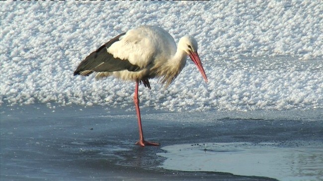 Storken Sture (Foto: Håkon Løkken) Storken Sture (Foto: Håkon Løkken)