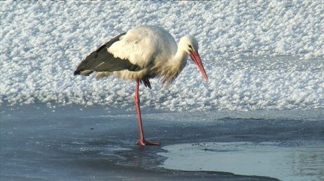 Storken Sture (Foto: Håkon Løkken) Storken Sture (Foto: Håkon Løkken)